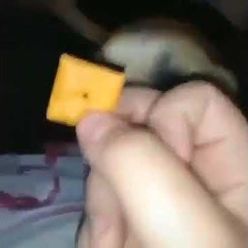 Ayo buddy, you want this Cheeze-It fool?