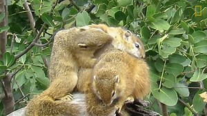 111K views · 1.4K reactions | Cuteness overload: Squirrels have cuddle buddies.  | National Geographic Animals | Facebook