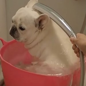 French Bulldog Happily Climbs Into Tub Of Water For A Bath | Rebane Catracho Radio | Facebook
