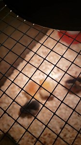 14K views · 272 reactions | Little chick update. | The Shabby Shack | Facebook