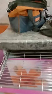 1.3K views | Modular kitchen designs | Pooja Furniture jaipur | Facebook