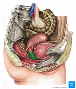 Vagina