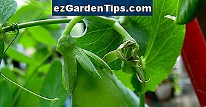 Les meilleurs catalogues de semences pour les légumes 🌱 Conseils Jardiniers - Fr.ezGardenTips.com