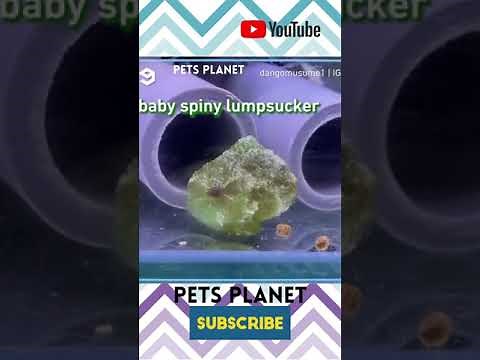Japanese Spiny Lumpfish Looks Like A Pixar Baby. Lumpsucker Fish Pet Fish Video Unique Pets Video