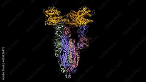 Cryo-EM structure of triple ACE2 (orange)-bound SARS-CoV-2 spike glycoprotein trimer, animated 3D cartoon-Gaussian surface model, black background