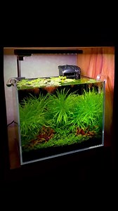 💚Lush blyxa japonica lighted by #chihirosc2rgb 💡 🌿Awesome tank by @akaquascaping 🌱 #chihiros #chihirosaquatic #chihirosaquaticstudio #aquarium #natureaquarium #freshwateraquarium #aquariumhobby #aquascape #aquascaping #plantedtank #plantedaquarium #fishtank #dutchstyleaquascape #dutchaquarium #blyxajaponica #alternantherareineckiimini #staurogynerepens #micranthemummontecarlo #phyllanthusfluitans #アクアリウム #ネイチャーアクアリウム #アクアリウムのある暮らし #水槽 #水槽のある暮らし #水草 #水草水槽 #水草レイアウト | Chihiros Aquatic Studio
