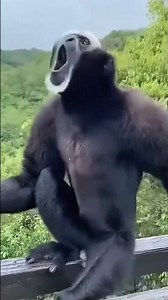 Monkey Animal Sound | Loud Monkey Calls & Natural Jungle Voice #shorts
