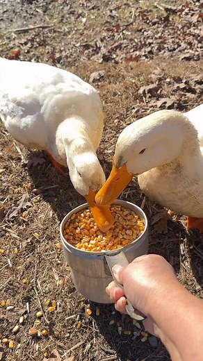 My cute ducks eating corn #cute #ducks #eating #corn #nature | Srisamorn Preechamart
