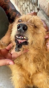 Le dieron un patazo en la trompa y perdió un ojo cuando era una bebé