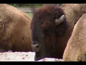 Bison At The Bronx Zoo