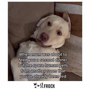 2.9K views · 46 reactions | SIDE EYE  Creds: @tankthebrownlab | St Frock | Facebook