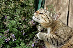 La cataire, la "drogue" préférée des chats - Nature d'ici et d'ailleurs