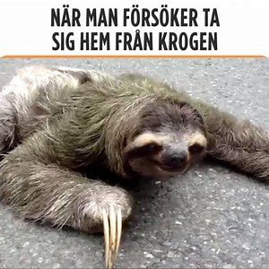 371K views · 2.5K reactions | Haha  Gilla Svenska klipp för fler klipp | Svenska klipp | Facebook