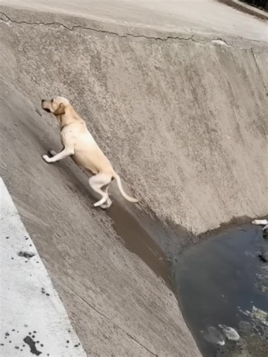 Drained and petrified, the hound wrestled to break free from the waterlogged, deep hollow. Each effort proved futile, until a compassionate individual materialized, reshaping its future. | Pet Lover