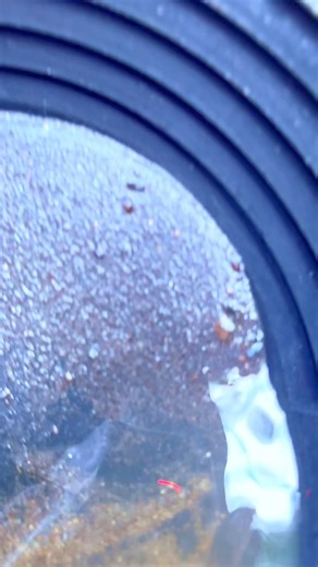 30K views · 127 reactions | Bedrock Crevice Gold #bedrockminecraft #bedrock #goldprospecting #goldpanning #goldmining #treasure #aur #gold #minerals #gemstones #altin #emas #worklifebalance #metaldetecting | FishnGold | Facebook