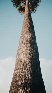 Upward View Palm Tree Trunk Stretching Stock Footage Video (100% Royalty-free) 3985996233 | Shutterstock