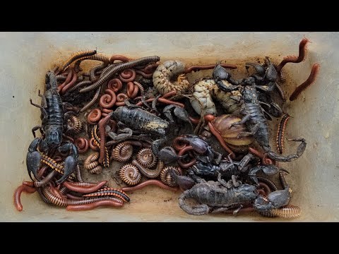 Catch Various 1,000 Small Animals, Deadly Singing Scorpions, Red And Brown Millipedes, Beetle Larva
