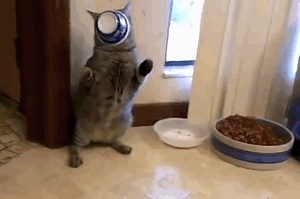 18 Cats Who Learned About Yogurt The Hard Way