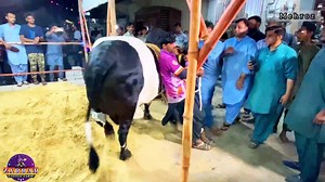 41 reactions | SHOW STOPPER  SHAIR E PUNJAB  THE BEAST OF ZARRAR NOW AT REAL HOME❤️ | Karachi Mandi Scnz | Facebook