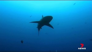 A new global study of sharks has shown overfishing is driving most species to extinction as demand for its meat rapidly increases. Researchers are urging both levels of government to consider putting strict laws in place to save them. 7NEWS at 6pm. Download the 7NEWS app: 7news.link/7newsapp #7NEWS | 7NEWS Townsville