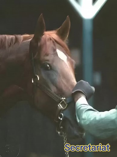 Secretariat ❤️ #TRIPLECROWN #REEL #TRIPLECROWN #preakness #belmontstakes