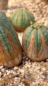 Euphorbia obesa 💖🫰🏻 | Noona succulent