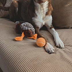 Manhattan, KS - Bearded Collie/Great Pyrenees. Meet Riley a Pet for Adoption - AdoptaPet.com