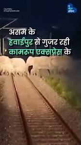 12K views · 250 reactions | AI Detection प्रणाली से बची 60 हाथियों की जान! AI से मिली चेतवानी से Loco Pilot आज एक बड़ा हादसे को रोक पाए ! #Assam #AI #IndianRailways [ AI Alerts saved Elephants, Loco Pilots Saved Elephants, 60 Elephants Saved by Loco Pilot, Indian railways, Assam, AI Track Detection System ] | The Better India - Hindi | Facebook