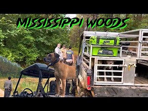 HOG DOGGING IN MISSISSIPPI WOODS 🐗