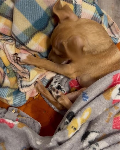 Bullet loves Otter Pops and Weebles loves peanut butter pretzels 💕🐾💕 Weebles still cannot stand or walk but can scoot around. He has a great life with Mama Sandi here at the farm. #scftx #granburytexas #SpecialNeedsRescue #animalrehabbers #onlythegoodlifenow | Second Chance Farm Granbury