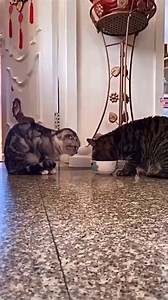 แบ่งกันกินคนละคำ 😻 | รักนะสัตว์โลก