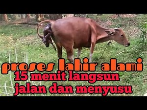 Proses sapi melahirkan cara alami