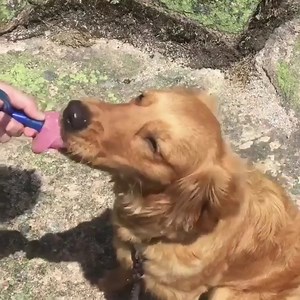 1.2K views | Fuel for you and your furry friends alike  https://bit.ly/CB-AU-RESERVOIRS : @maggieinmaine (via Instagram) | CamelBak | Facebook