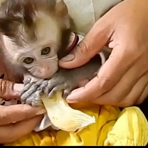 6.1K views · 55 reactions | After taking a shower, Luna was dressed nicely by her mother | Animal Home | Facebook