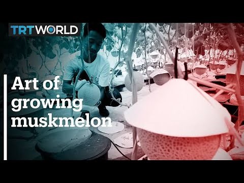 Music, massage help Japanese muskmelons grow in new environment