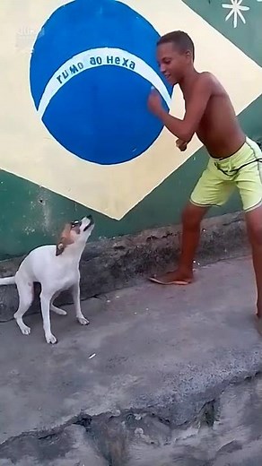 Brazilian dog dancing - Hilarious