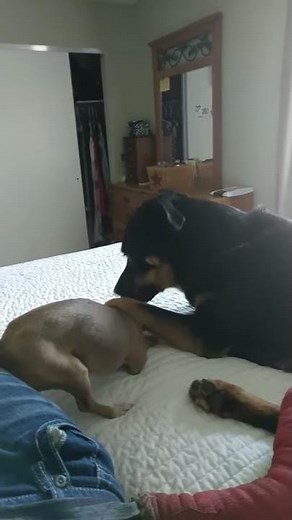 Small Dog Gets Totally Shut Down by Bigger Dog