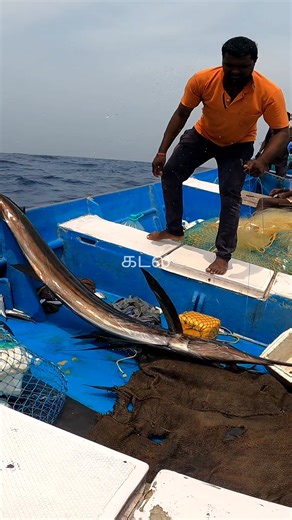 2.8K views · 18 reactions | Fisherman catching big Sail Fish in the deep sea #fishing | கடல் | Facebook