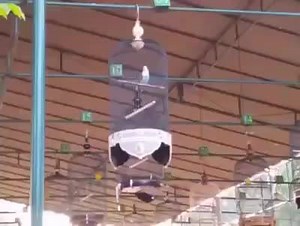 2.8K views · 38 reactions | Master Lovebird Fighter on Reels | Facebook