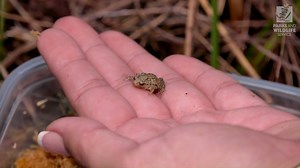 2.5K views · 62 reactions | The white-bellied frog (혎혦혰혤혳혪혯혪혢 혢혭혣혢) is one of three species of threatened frog in Western Australia and only occurs in a small area near Margaret River. Parks and Wildlife Service undertakes prescribed burning in bushland immediately adjoining the frog habitat to prevent bushfires entering the habitat, giving that population ongoing longevity and resilience  | Parks and Wildlife Service, Western Australia | Facebook