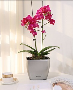 [Hot Item] Western Table Decorative Flower Plastic Pots Office Ornamental Planter Pots High Quality Large Size for Decoration (HG-3114)