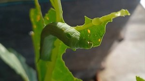 La chenille verte mange des feuilles : vidéo de stock (100 % libre de droit) 1092375753 | Shutterstock