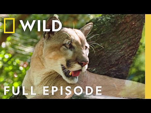 Florida Panther (Full Episode) | Secrets of the Zoo: Tampa | Nat Geo Animals
