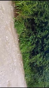 Bullet Tree | Breaking Belize News