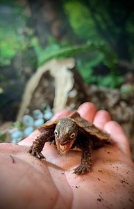 Which Iconic Creature Did It Better?! 😳Is it Otis the eastern box turtle or La Cay the Vietnamese black-breasted leaf turtle?? 👀 #funnyanimals #gardenstatetortoise #otistheturtle #wildlifeplanet #turtle #tortoise | Garden State Tortoise