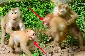 OMG! Super nasty mom Libby bite attack small monkey very hard poor monkey crying hurt badly | Animals JoJo Family