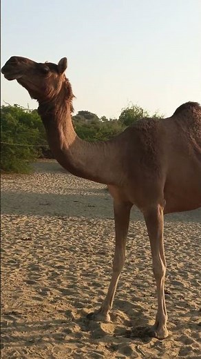Camel mating short video |Animal breeding zone.#1000subscriber