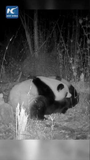 Rare footage of wild giant pandas mating captured in NW China
