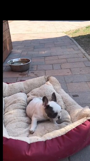 15 reactions · 6 comments | Adopt a French Bulldog Today! Are you...