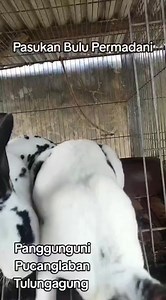 1.1K views · 15 reactions | Purnama Miracle on Reels | Facebook